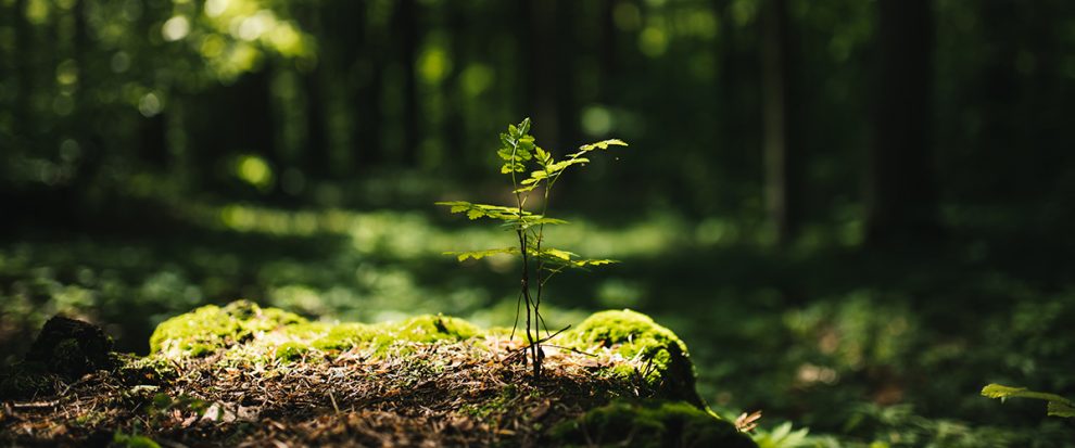 Przemkowski Park Krajobrazowy